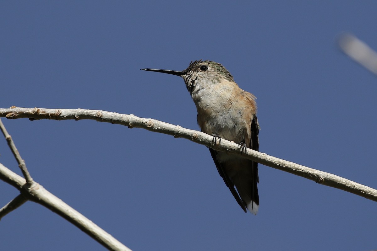 Broad-tailed Hummingbird - ML307898331