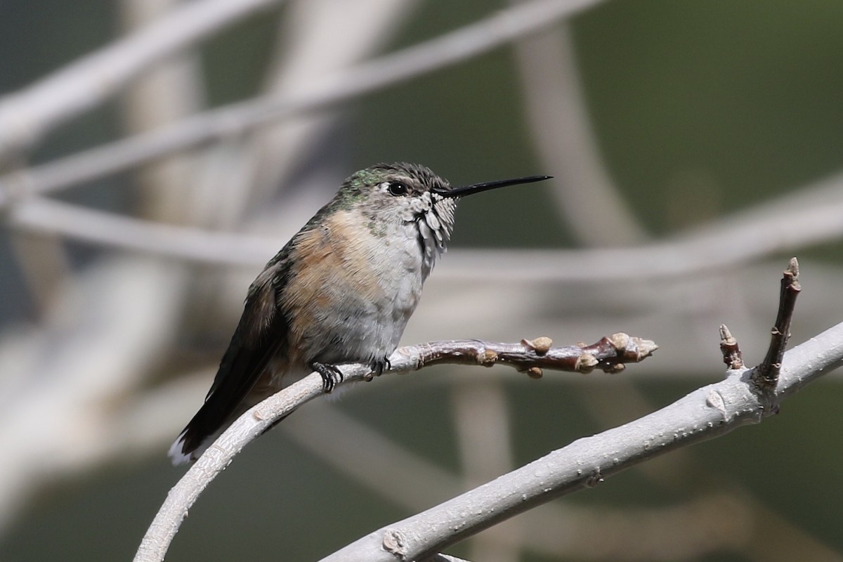 Broad-tailed Hummingbird - ML307898341
