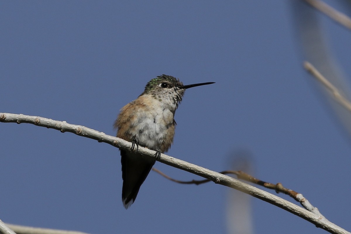 Broad-tailed Hummingbird - ML307898351