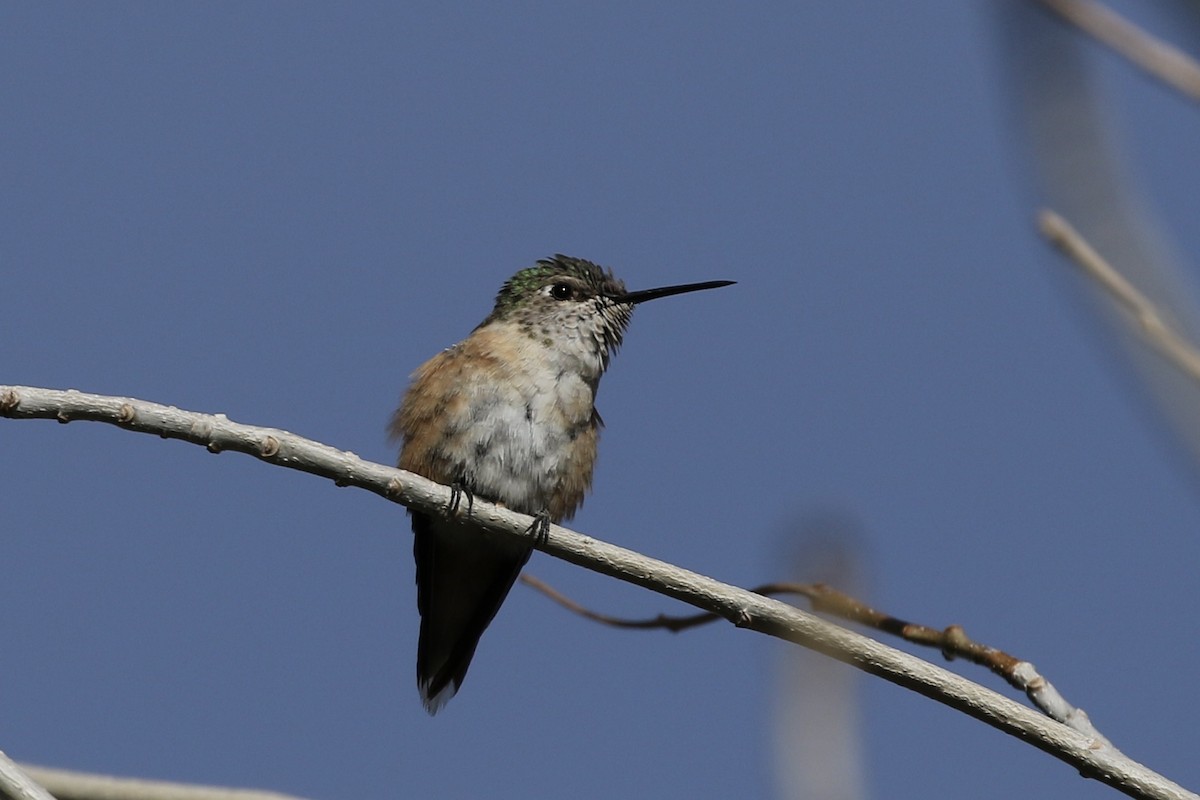 Geniş Kuyruklu Kolibri - ML307898351