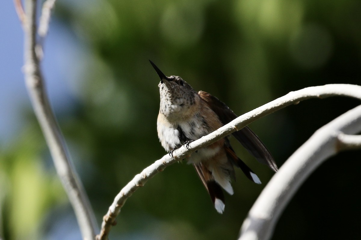 Broad-tailed Hummingbird - ML307898361