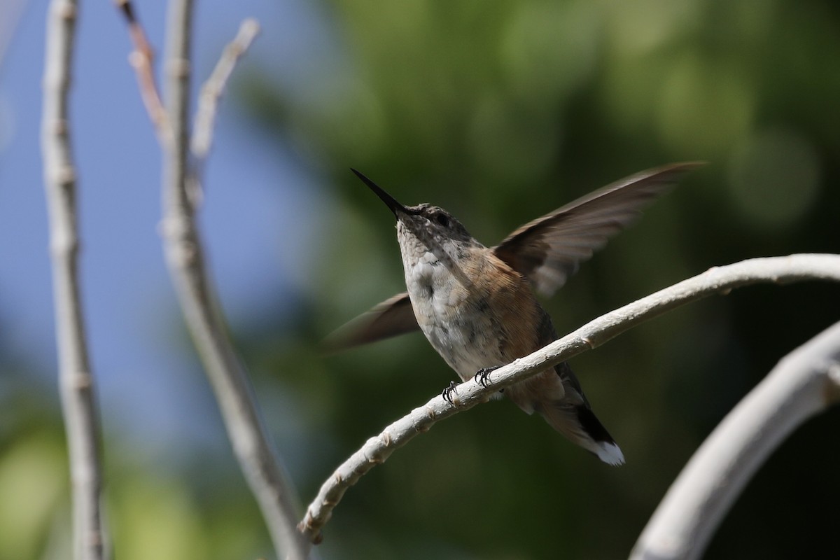 Broad-tailed Hummingbird - ML307898381