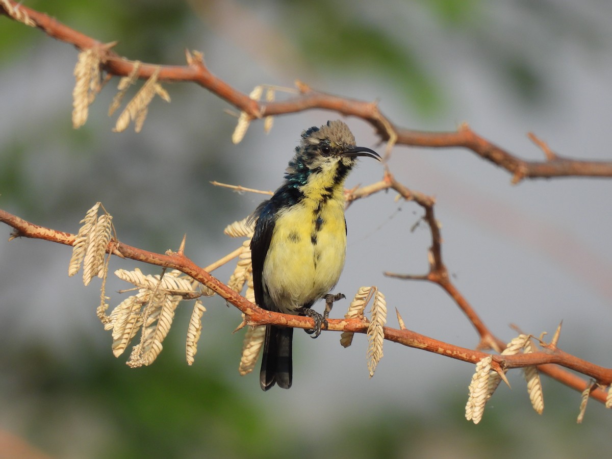 Purple Sunbird - Ramesh Desai