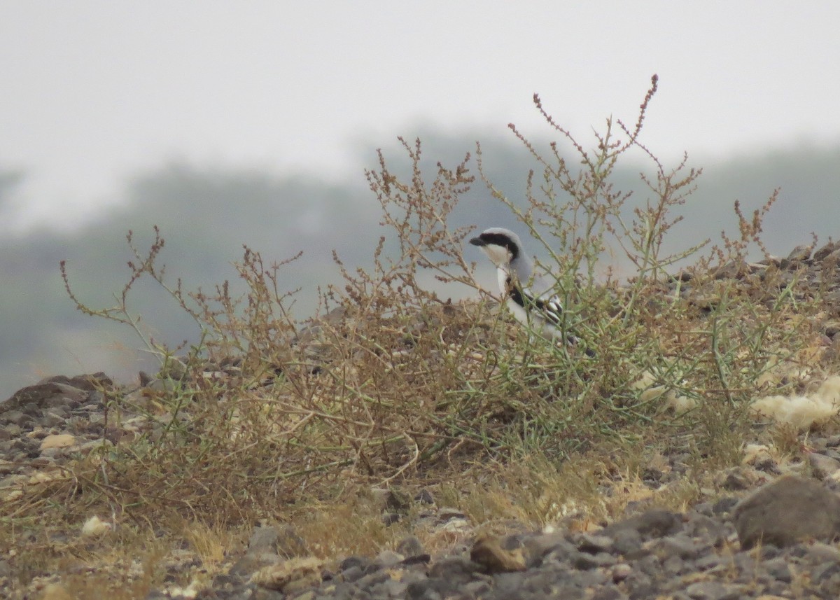 Great Gray Shrike (Indian) - ML307900541