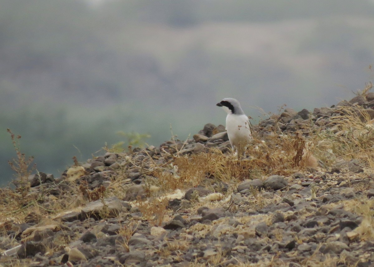 Great Gray Shrike (Indian) - ML307900561