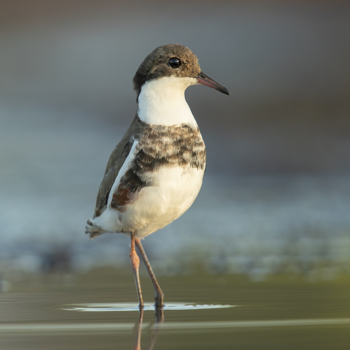 Red-kneed Dotterel - ML307902041