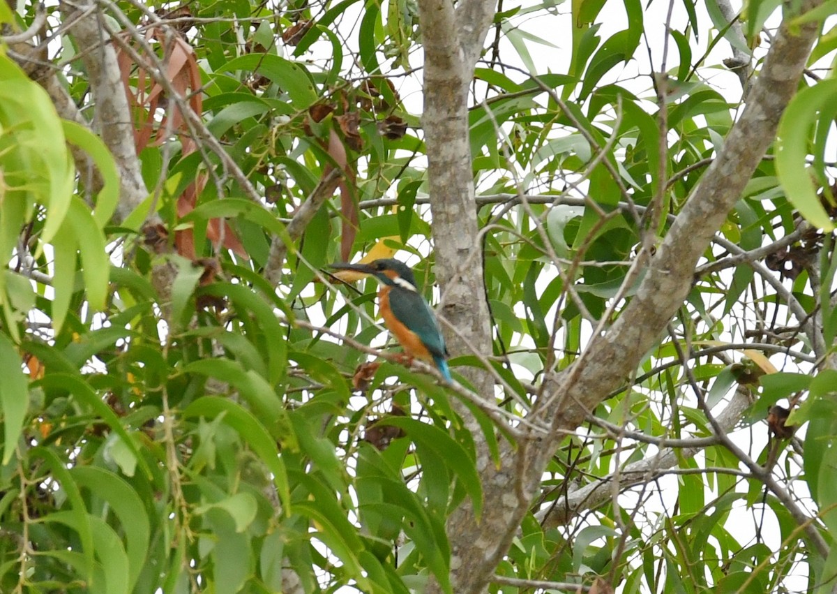 Common Kingfisher - ML307904071