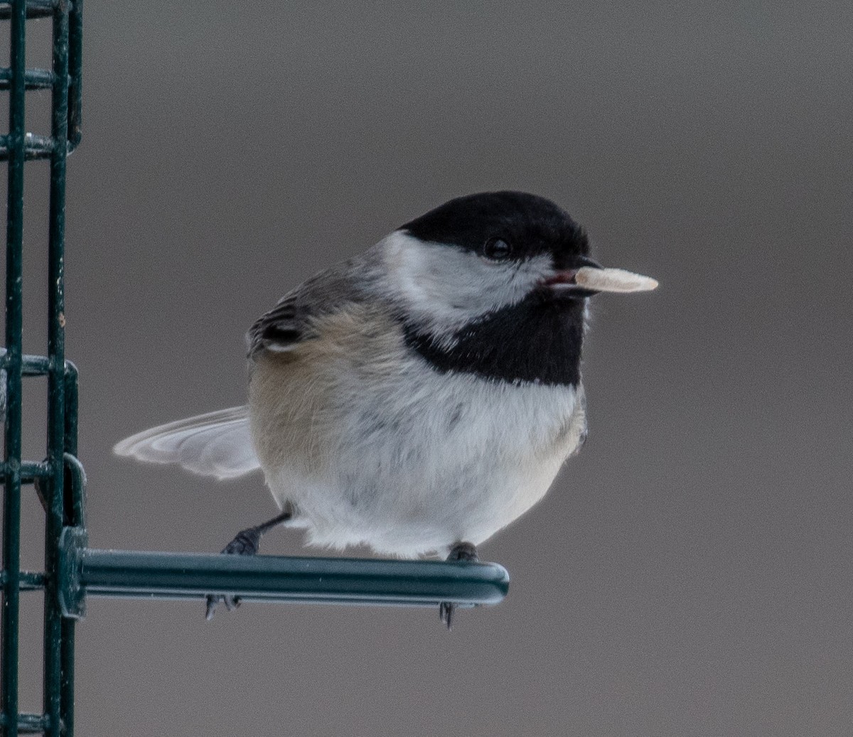 Carolina Chickadee - ML307905421