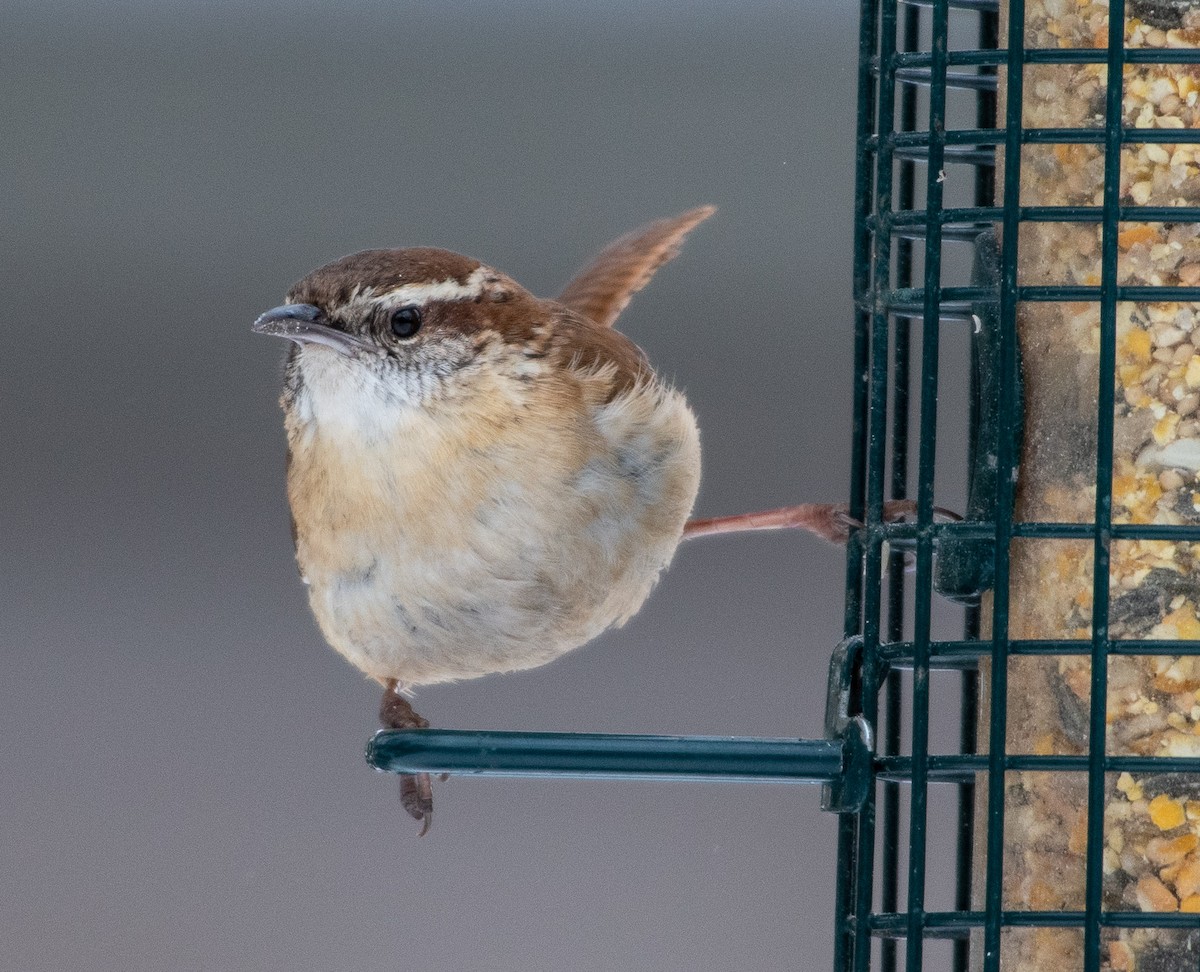 Carolina Wren - Susan Haberkorn