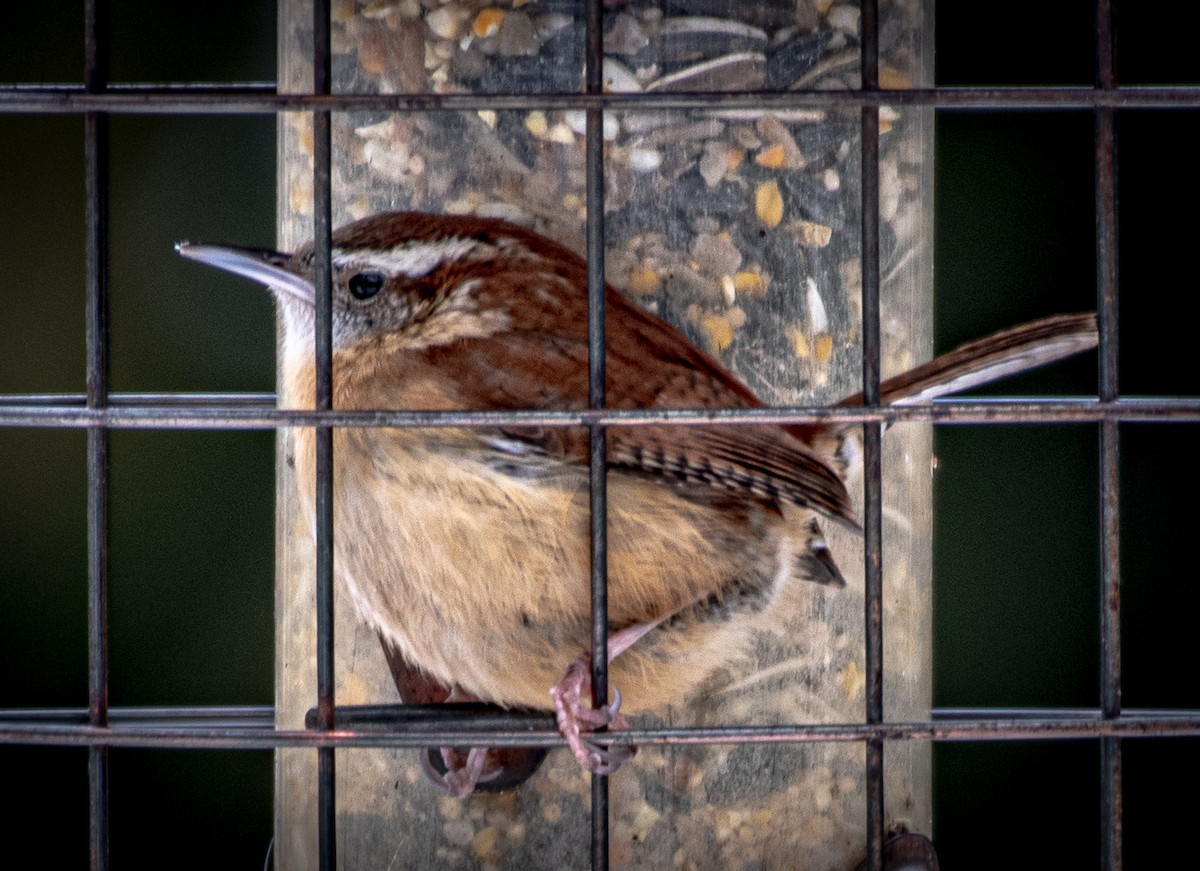 Carolina Wren - ML307905451