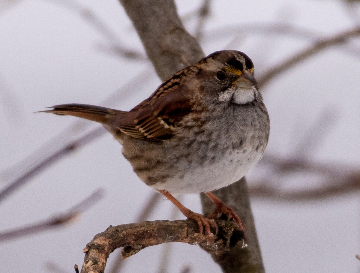 White-throated Sparrow - Susan Haberkorn