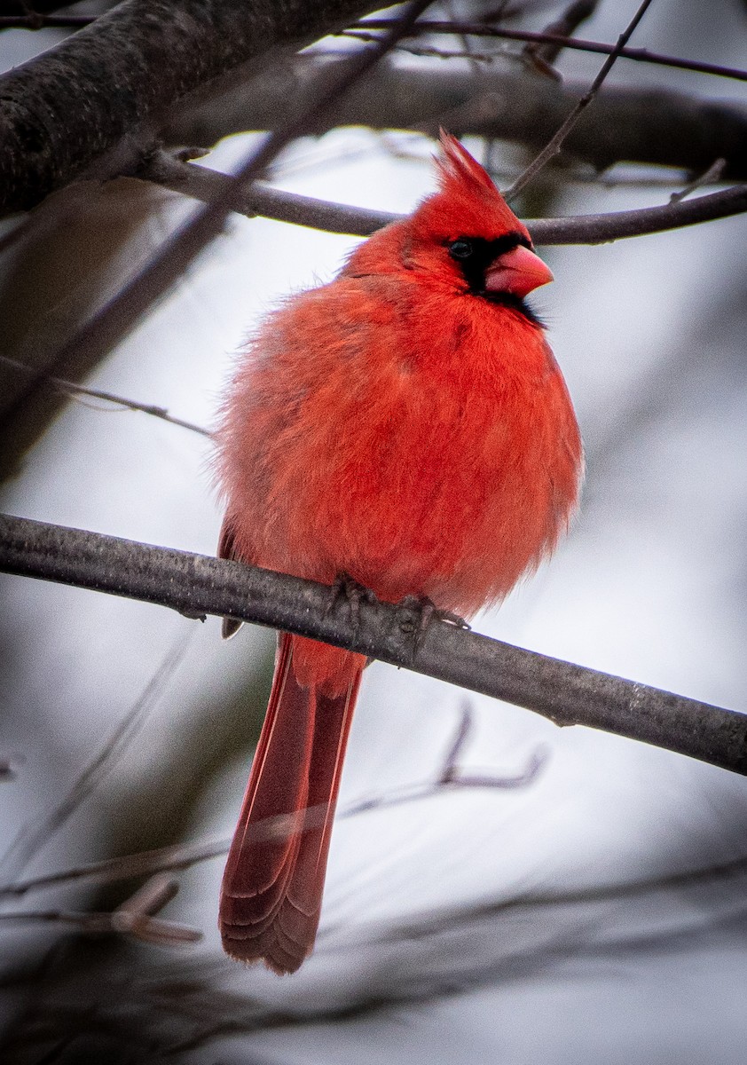 Northern Cardinal - Susan Haberkorn