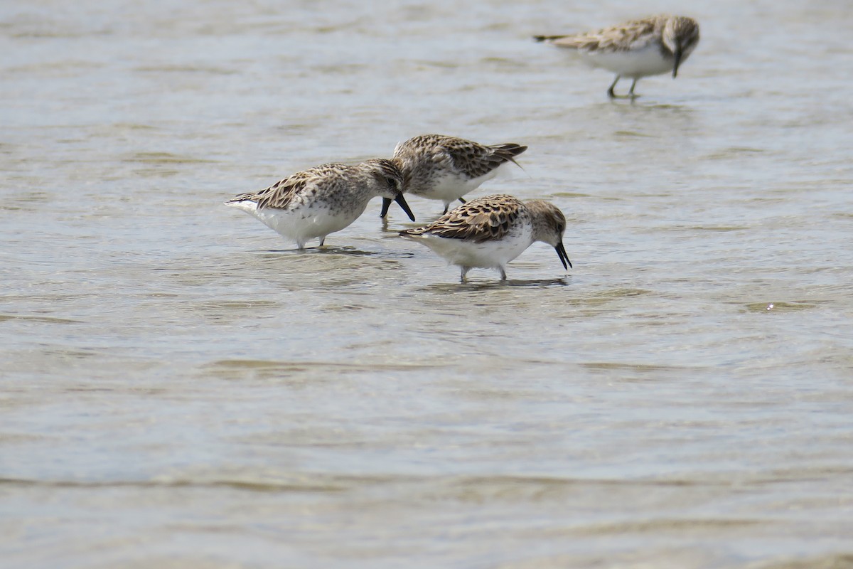 Western Sandpiper - Rishi Palit