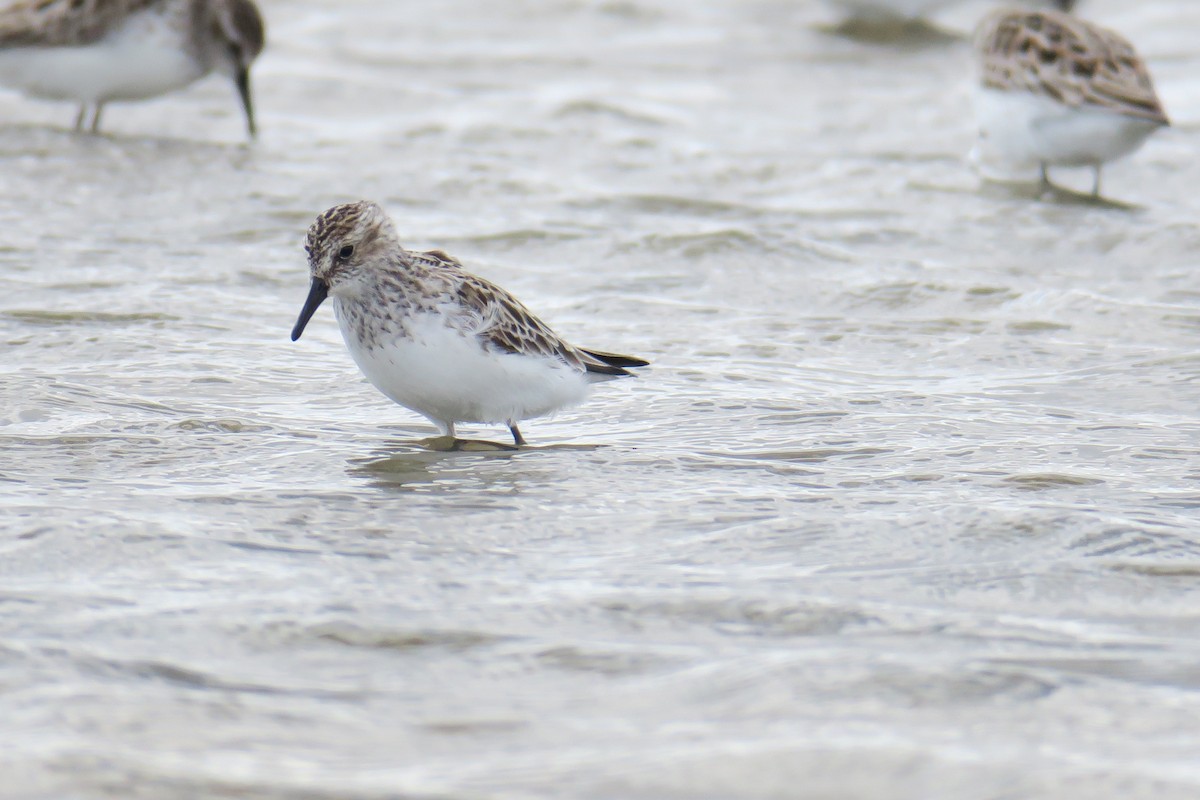 Semipalmated Sandpiper - ML307906861