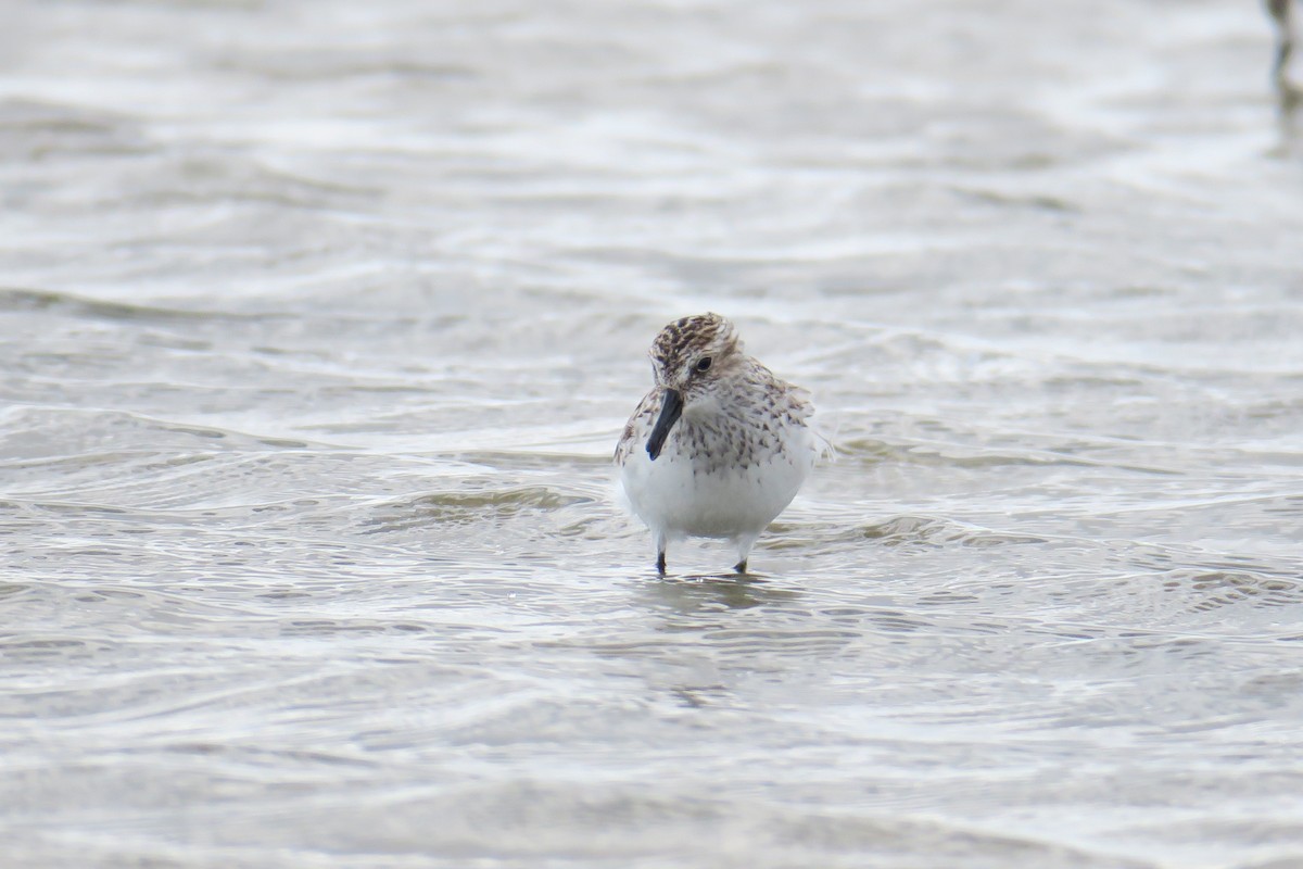 Semipalmated Sandpiper - ML307906891