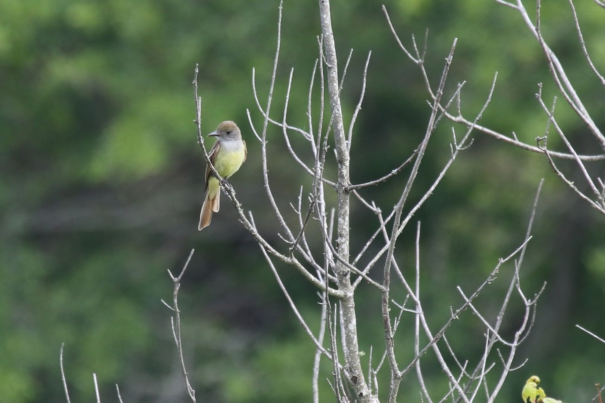 Great Crested Flycatcher - ML30790691