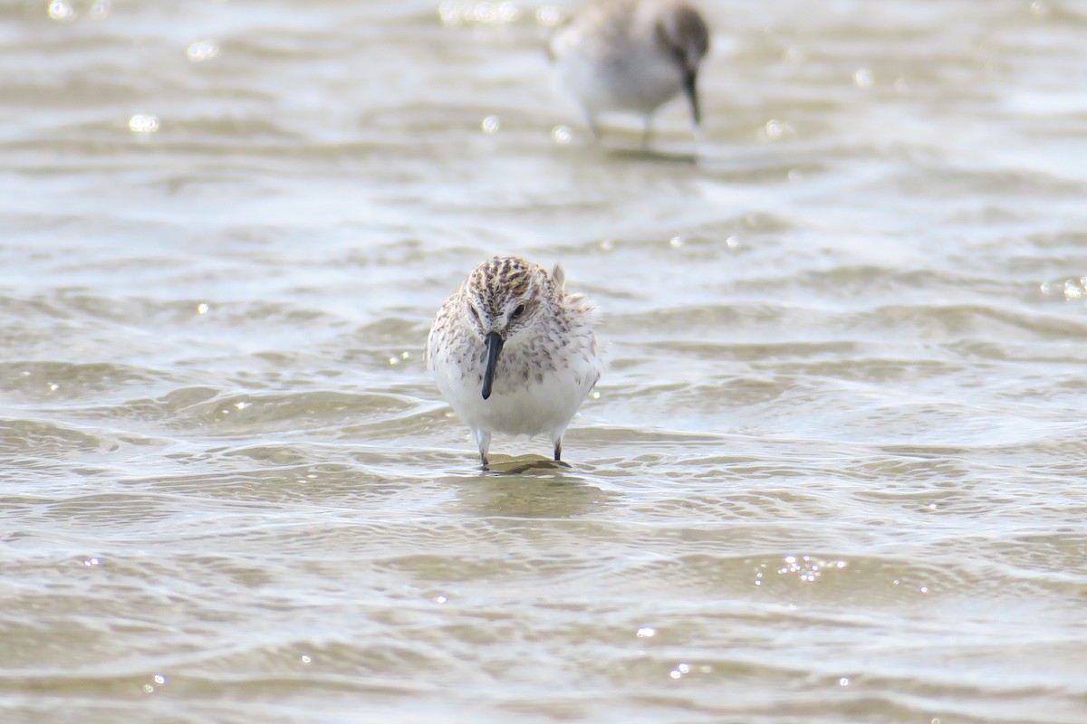 Semipalmated Sandpiper - ML307906951