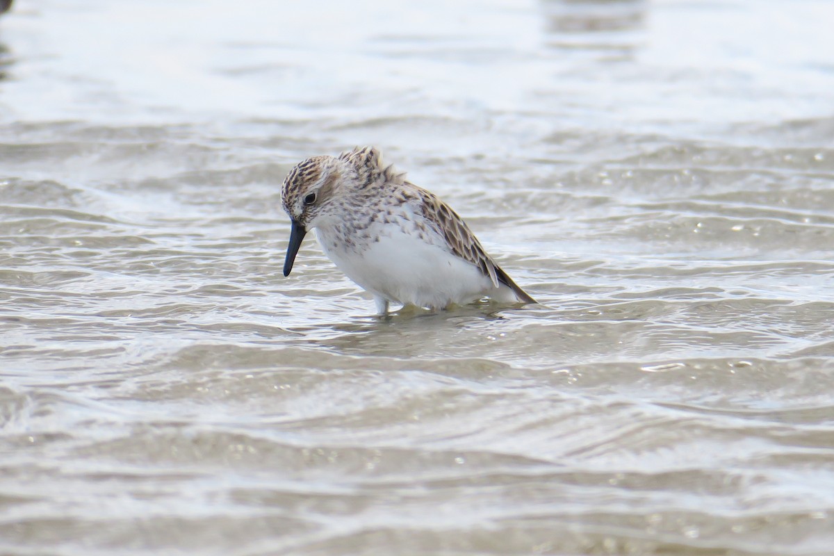 Semipalmated Sandpiper - ML307906991