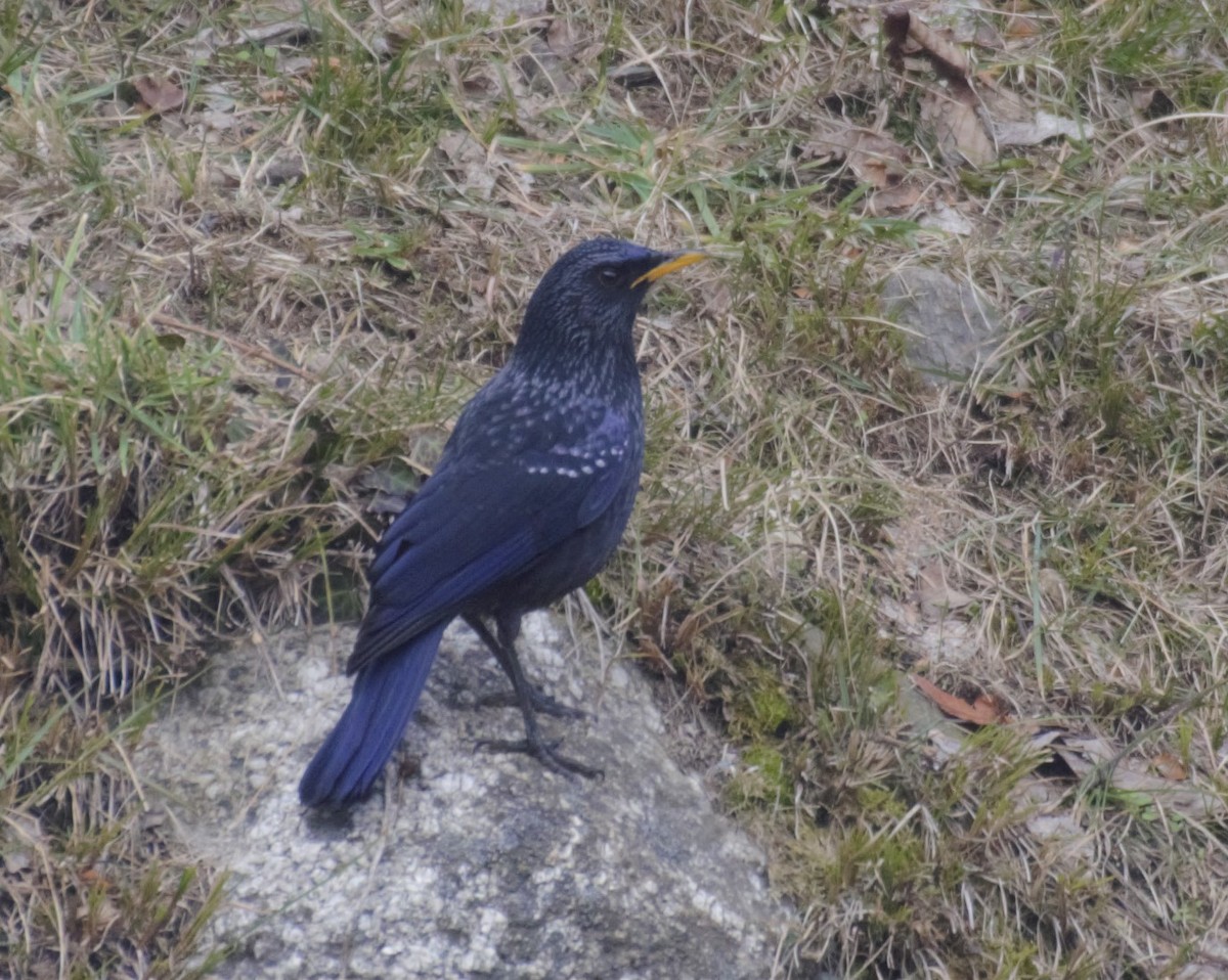 Blue Whistling-Thrush - ML307908221