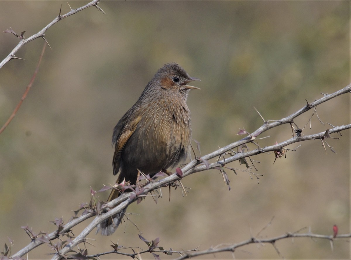 Streaked Laughingthrush - ML307908331
