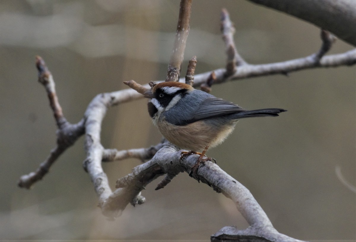 Black-throated Tit - ML307908521