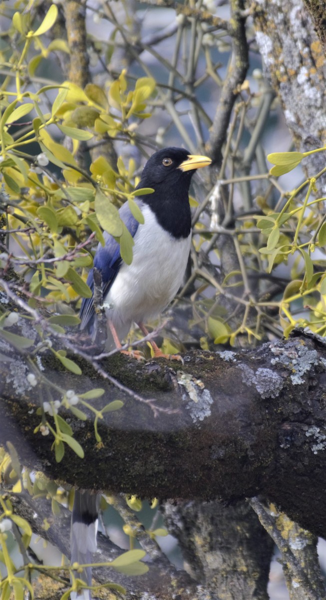 Yellow-billed Blue-Magpie - ML307908751