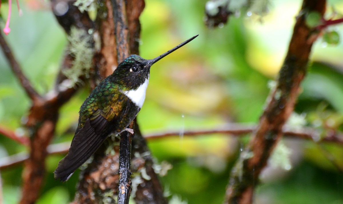 Collared Inca - ML30790901