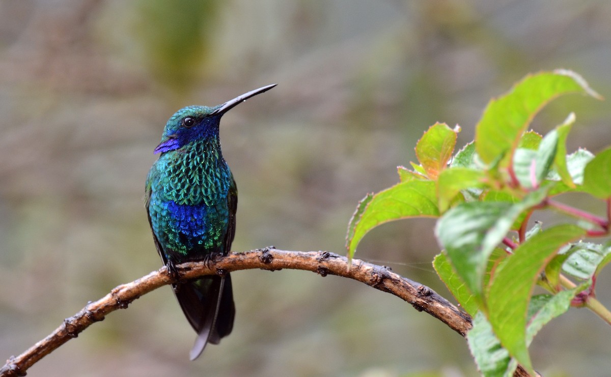 fiolørekolibri - ML30790971