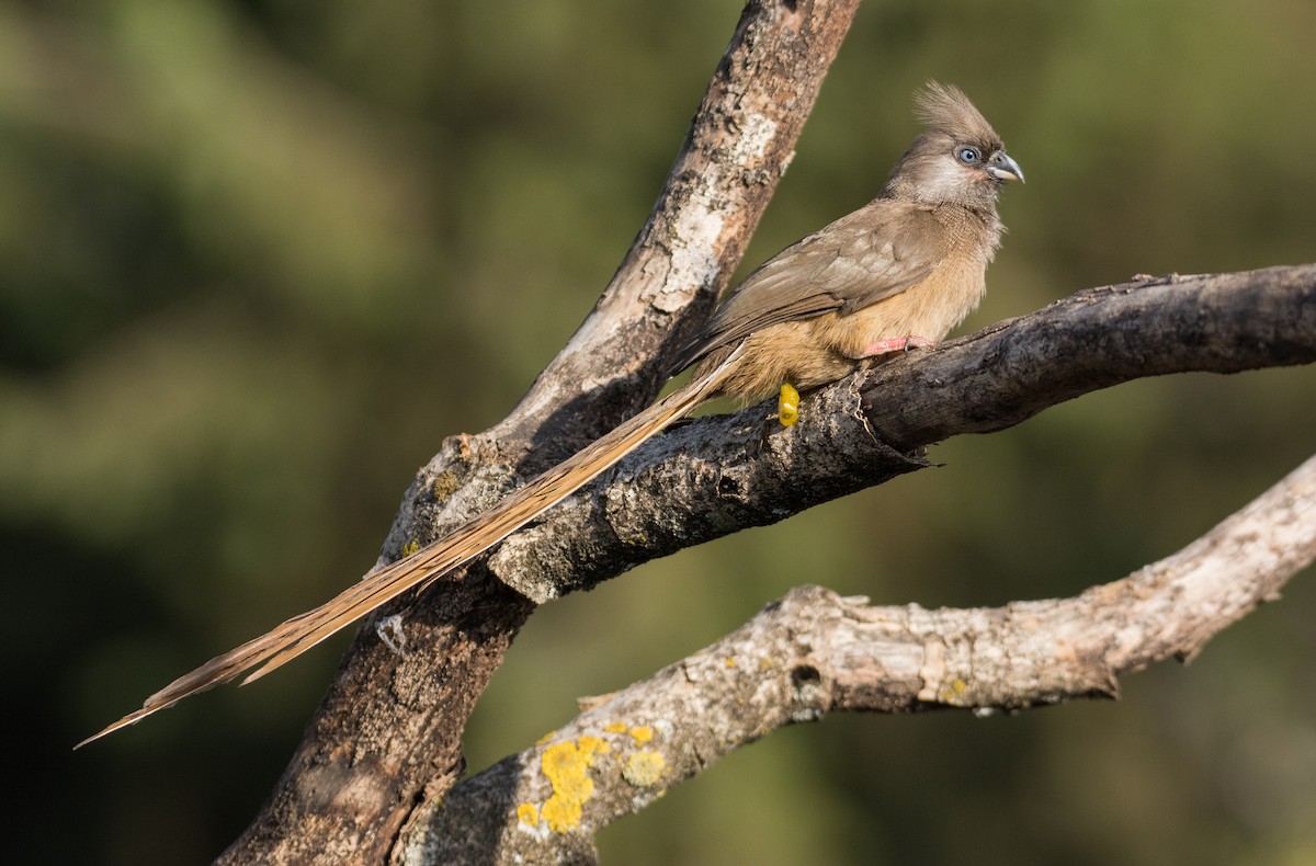 Speckled Mousebird - ML307909841