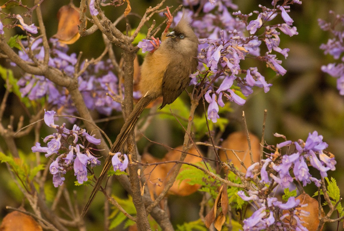 Speckled Mousebird - ML307909981