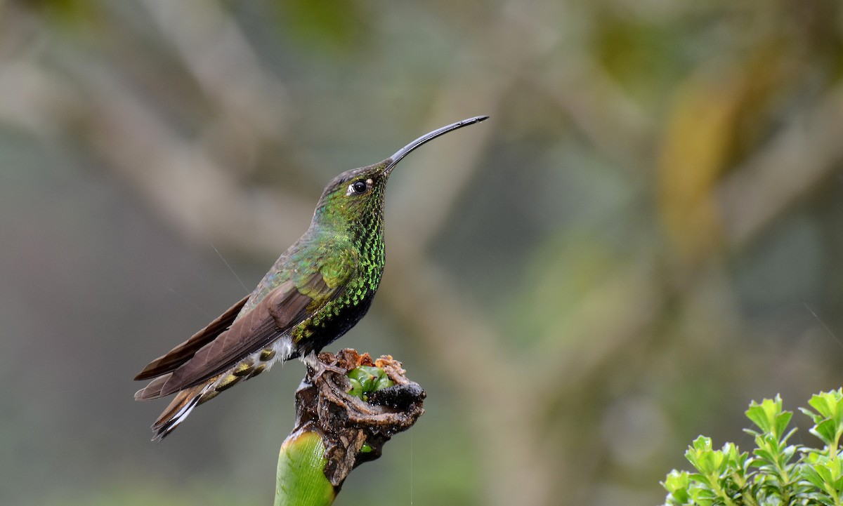 kolibřík aksamitový - ML30791001