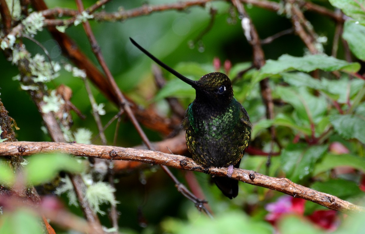 Sword-billed Hummingbird - David M. Bell