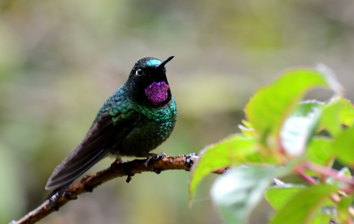 Tourmaline Sunangel - David M. Bell