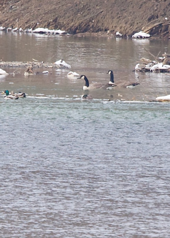 American Wigeon - ML307911061