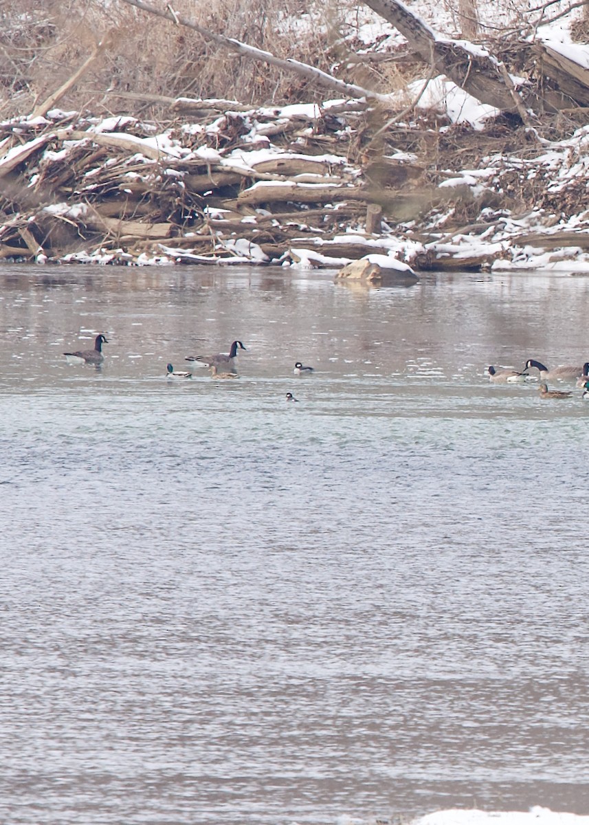 Bufflehead - ML307911091