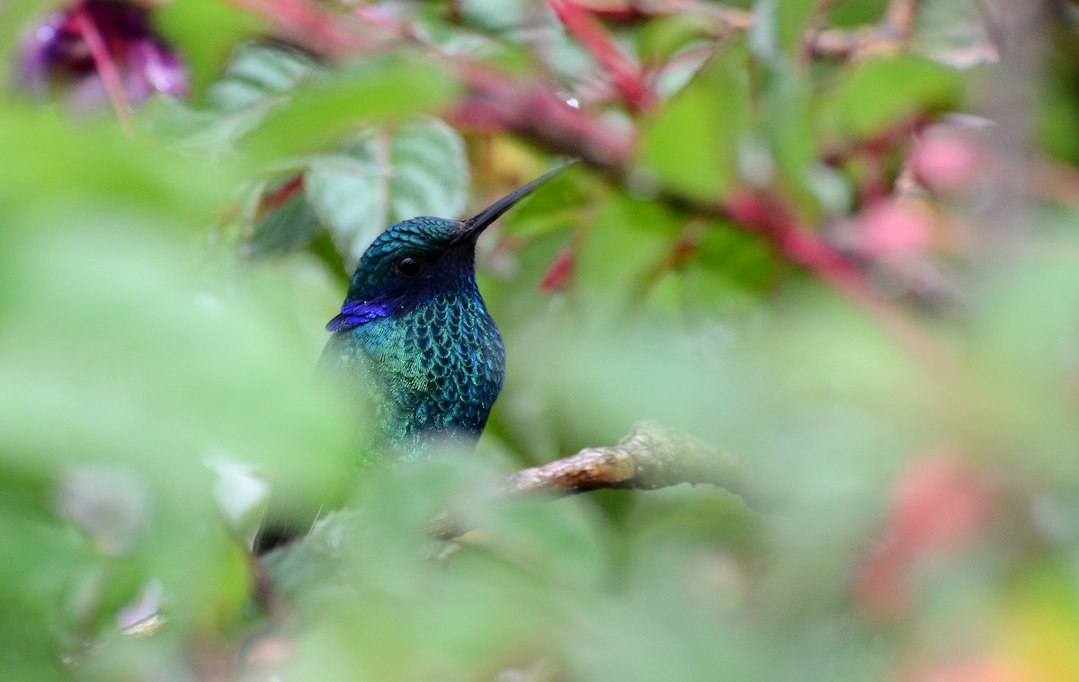 kolibřík modrolící - ML30791111