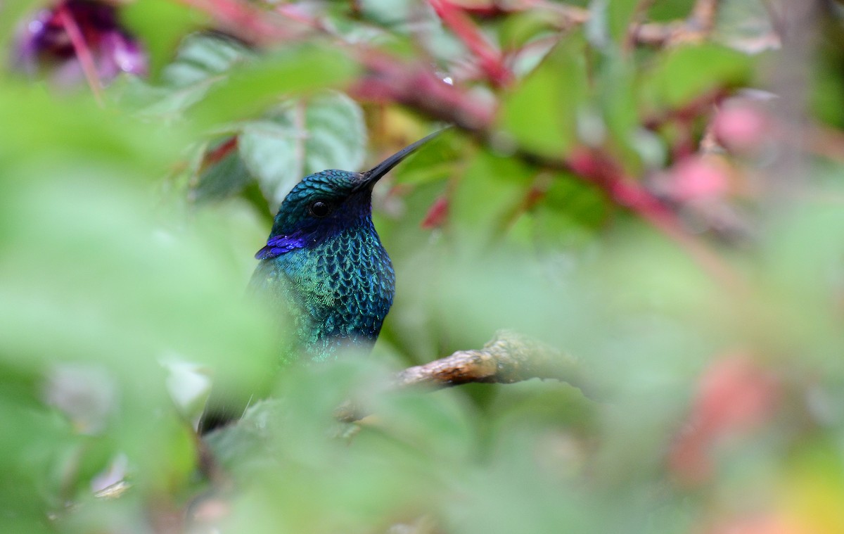 fiolørekolibri - ML30791111