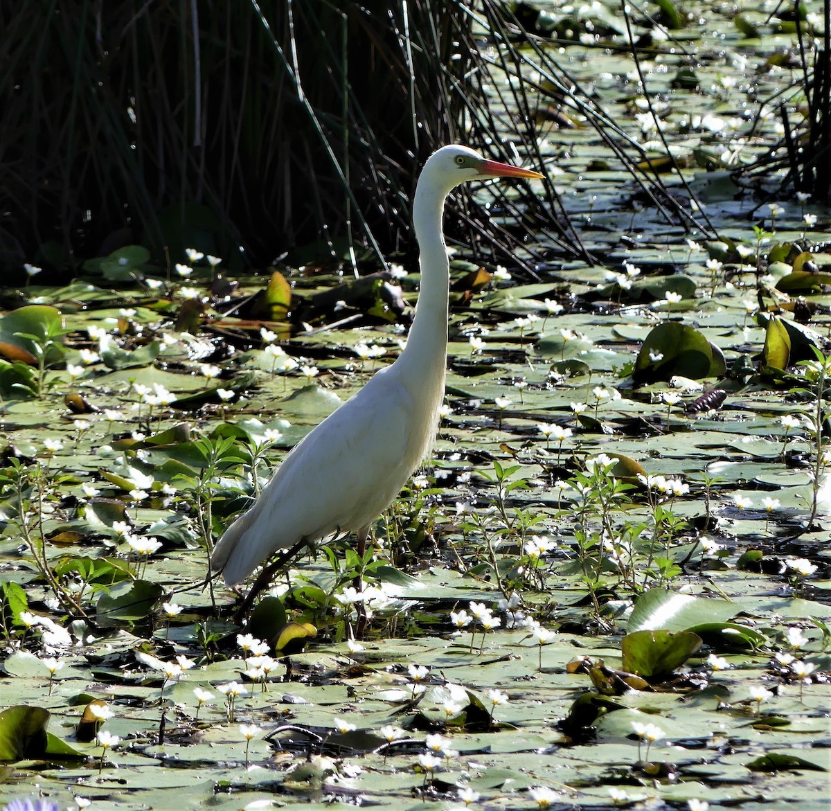 Plumed Egret - ML307911221