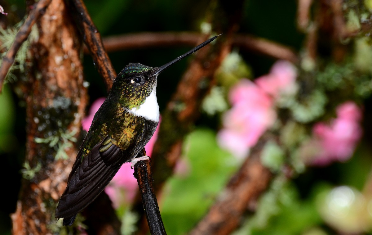 Collared Inca - ML30791151