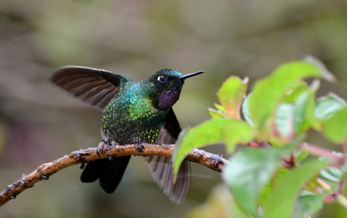 kolibřík turmalinový - ML30791161
