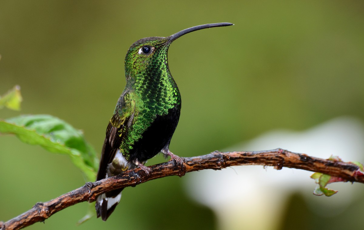 Mountain Velvetbreast - David M. Bell