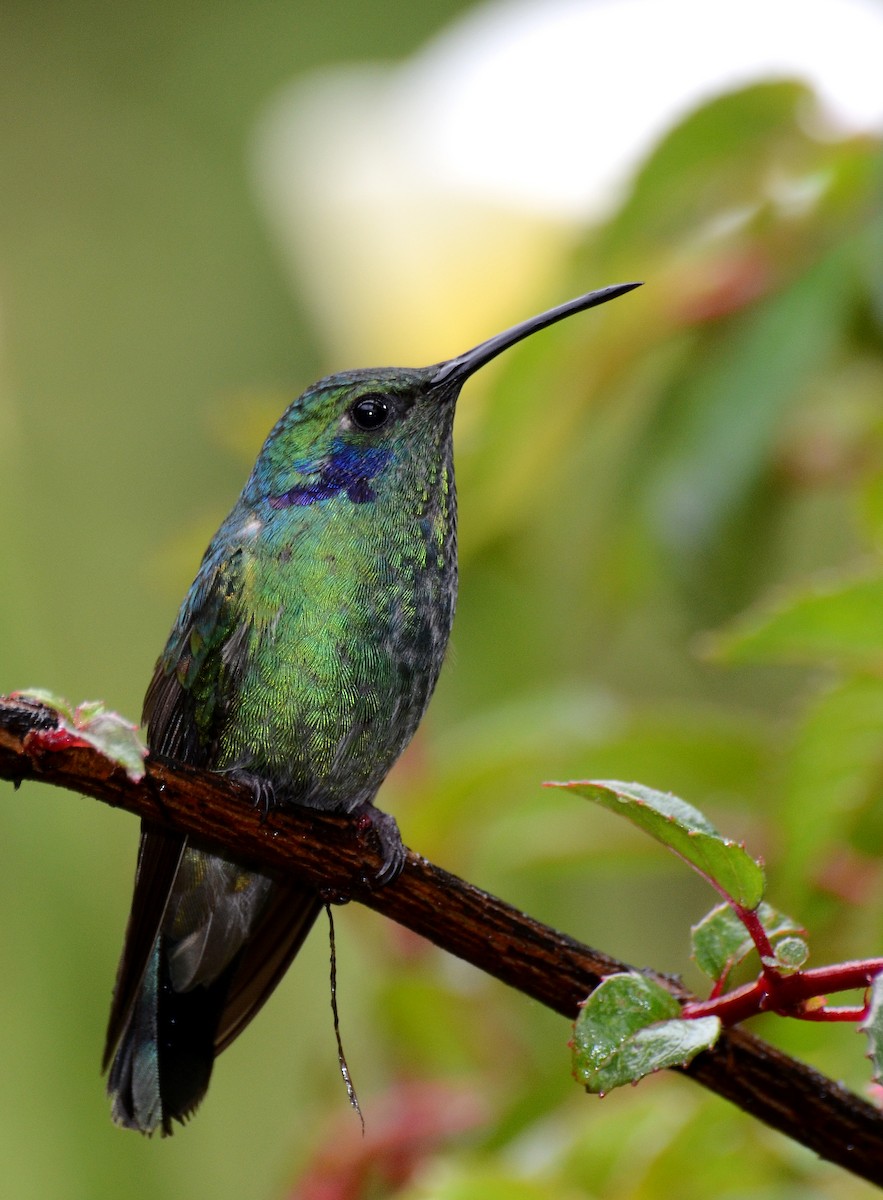 Colibrí Oreja Violeta Menor - ML30791211