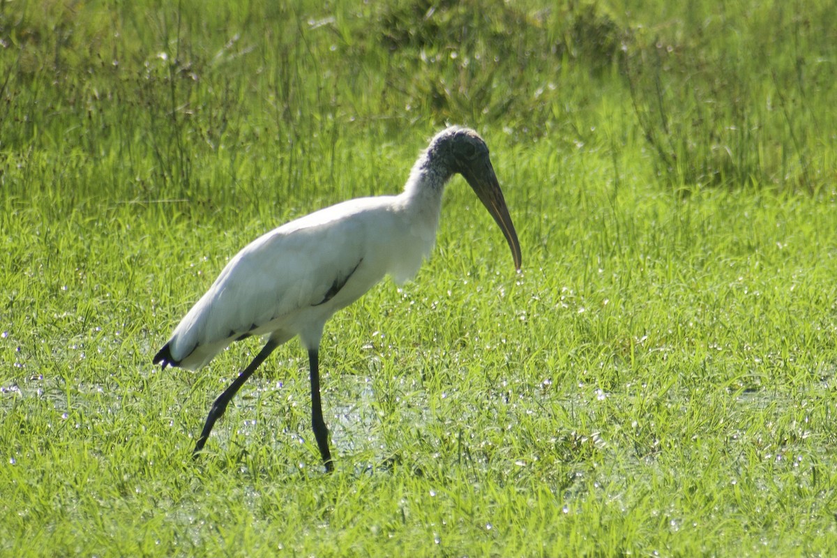 Wood Stork - ML307912411