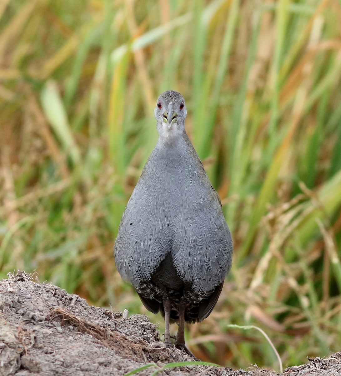 Ash-throated Crake - ML307912501