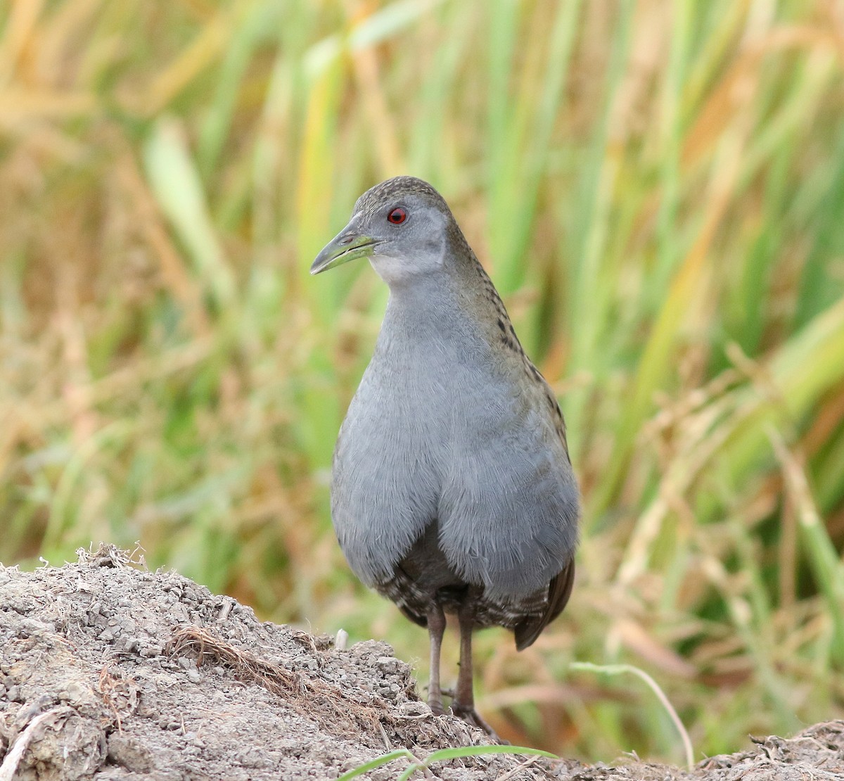 Ash-throated Crake - ML307912511