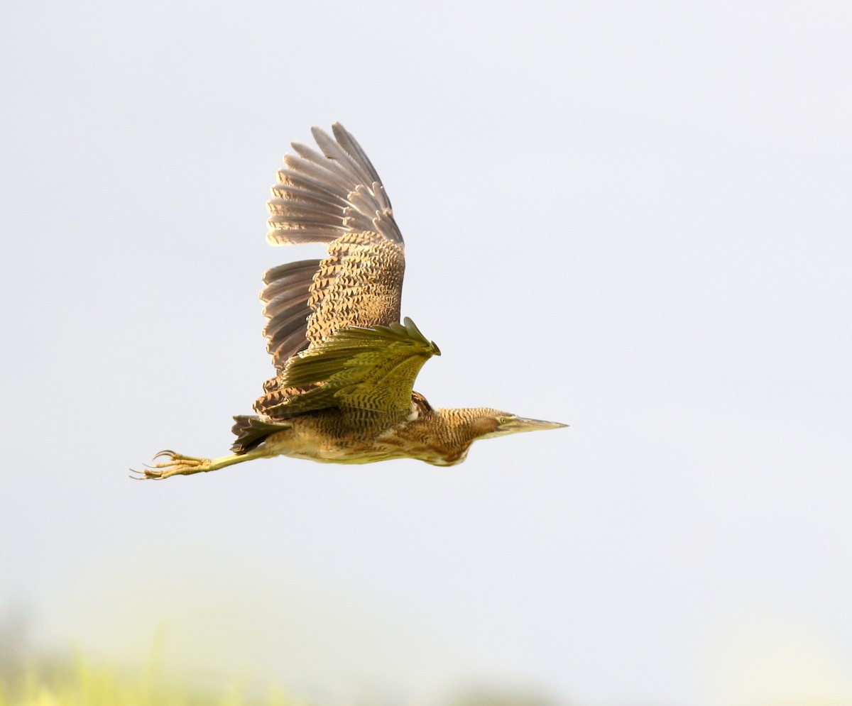 Pinnated Bittern - ML307913691