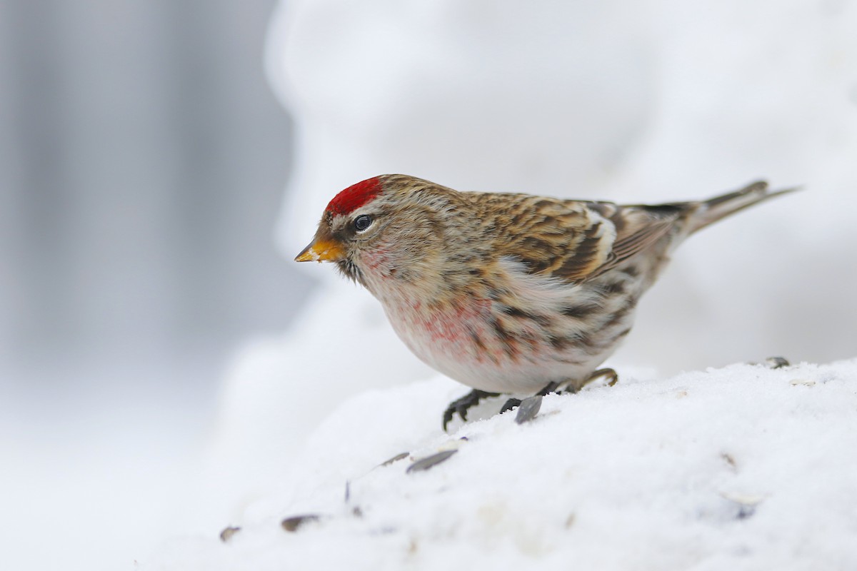 Common Redpoll - ML307914141