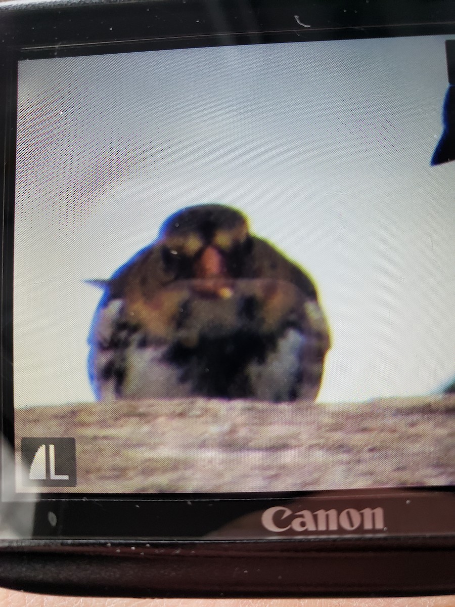 Harris's Sparrow - ML307914951