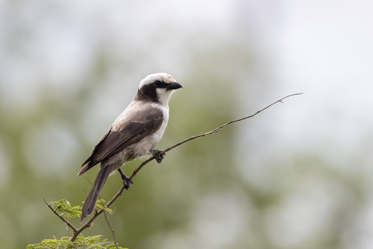 White-crowned Shrike - ML307915641
