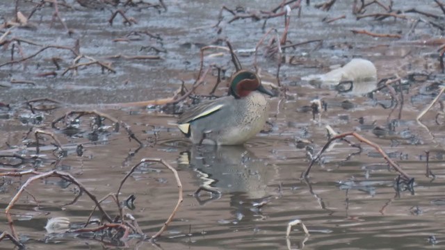 Green-winged Teal (Eurasian) - ML307916011